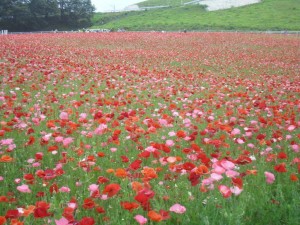 秩父高原牧場ポピー