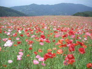 秩父高原牧場ポピー