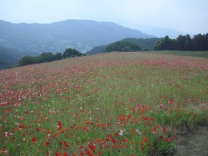 秩父高原牧場ポピー