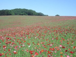 秩父高原牧場ポピー