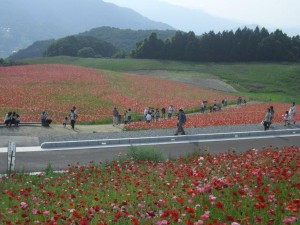 秩父高原牧場ポピー