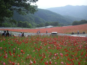 秩父高原牧場ポピー