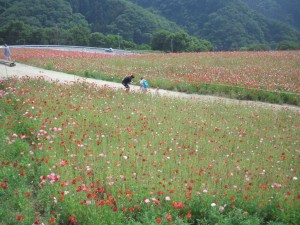秩父高原牧場ポピー