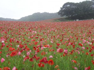 秩父高原牧場ポピー