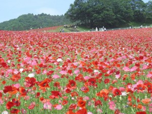 秩父高原牧場ポピー
