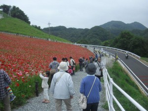 秩父高原牧場ポピー