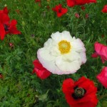 天空を彩るポピー