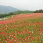 天空を彩るポピー