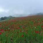 天空を彩るポピー