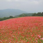 天空を彩るポピー