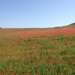 天空を彩るポピー