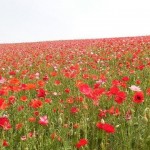 天空を彩るポピー