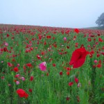 天空を彩るポピー