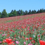 天空を彩るポピー