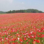 天空を彩るポピー