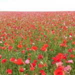 天空を彩るポピー