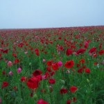 天空を彩るポピー