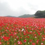 天空を彩るポピー
