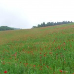 天空を彩るポピー