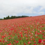 天空を彩るポピー