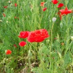 天空を彩るポピー