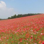 天空を彩るポピー