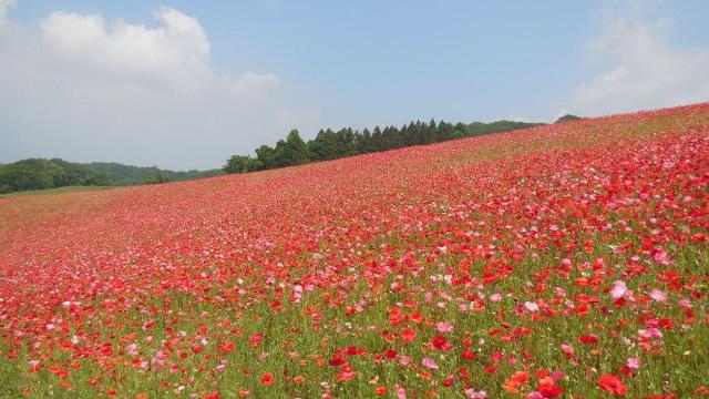 天空を彩るポピー
