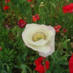 天空を彩るポピー