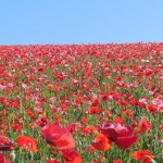 天空を彩るポピー