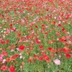 天空を彩るポピー