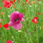 天空を彩るポピー