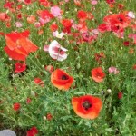 天空を彩るポピー