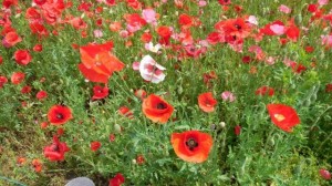 天空を彩るポピー