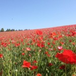 天空を彩るポピー