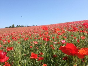 天空を彩るポピー
