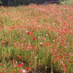 天空を彩るポピー