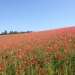 天空を彩るポピー