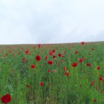 天空を彩るポピー