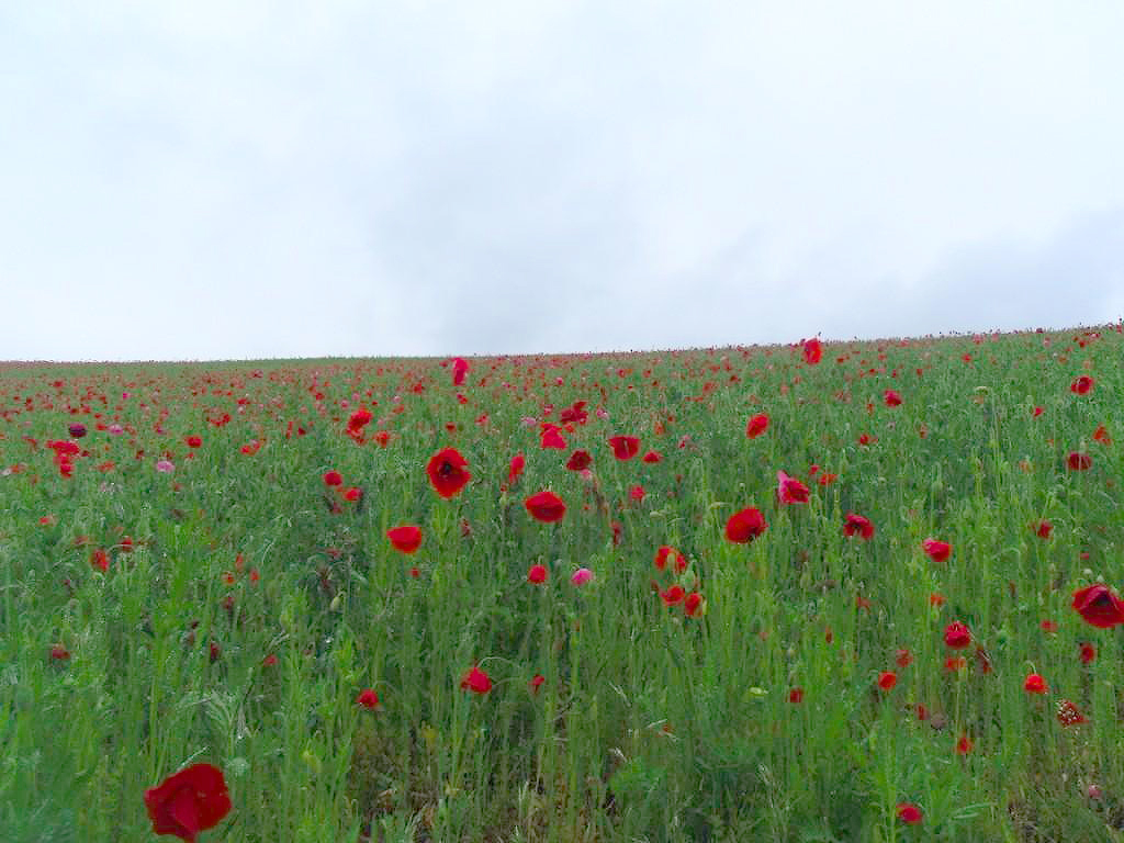天空を彩るポピー