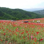 天空を彩るポピー