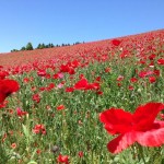 天空を彩るポピー