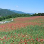 天空を彩るポピー
