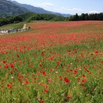 天空を彩るポピー