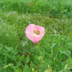 天空を彩るポピー