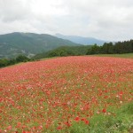 天空を彩るポピー