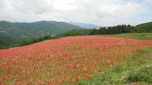 天空を彩るポピー