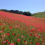 天空を彩るポピー