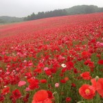 天空を彩るポピー