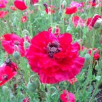 天空を彩るポピー