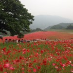 天空を彩るポピー